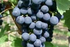 Cabernet Sauvignon Gm 1