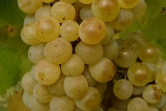 Chardonnay