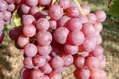 Chasselas rose