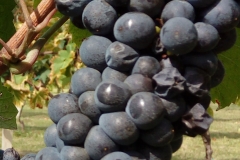 Pinot noir