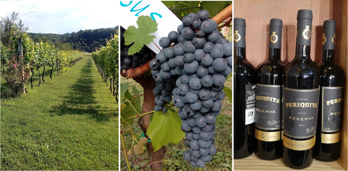 Praktično vinogradarstvo i vinarstvo