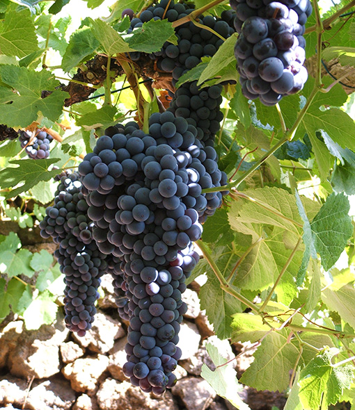 Zanimljivosti o grožđu i vinu