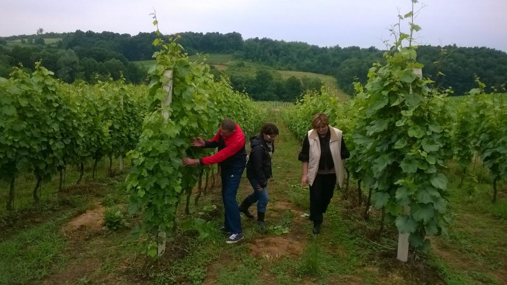 Praktično vinogradarstvo