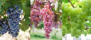 Sorte vinove loze u Aziji
