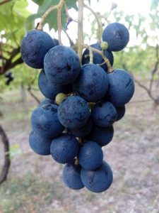 Zdravlje - grožđe i vino