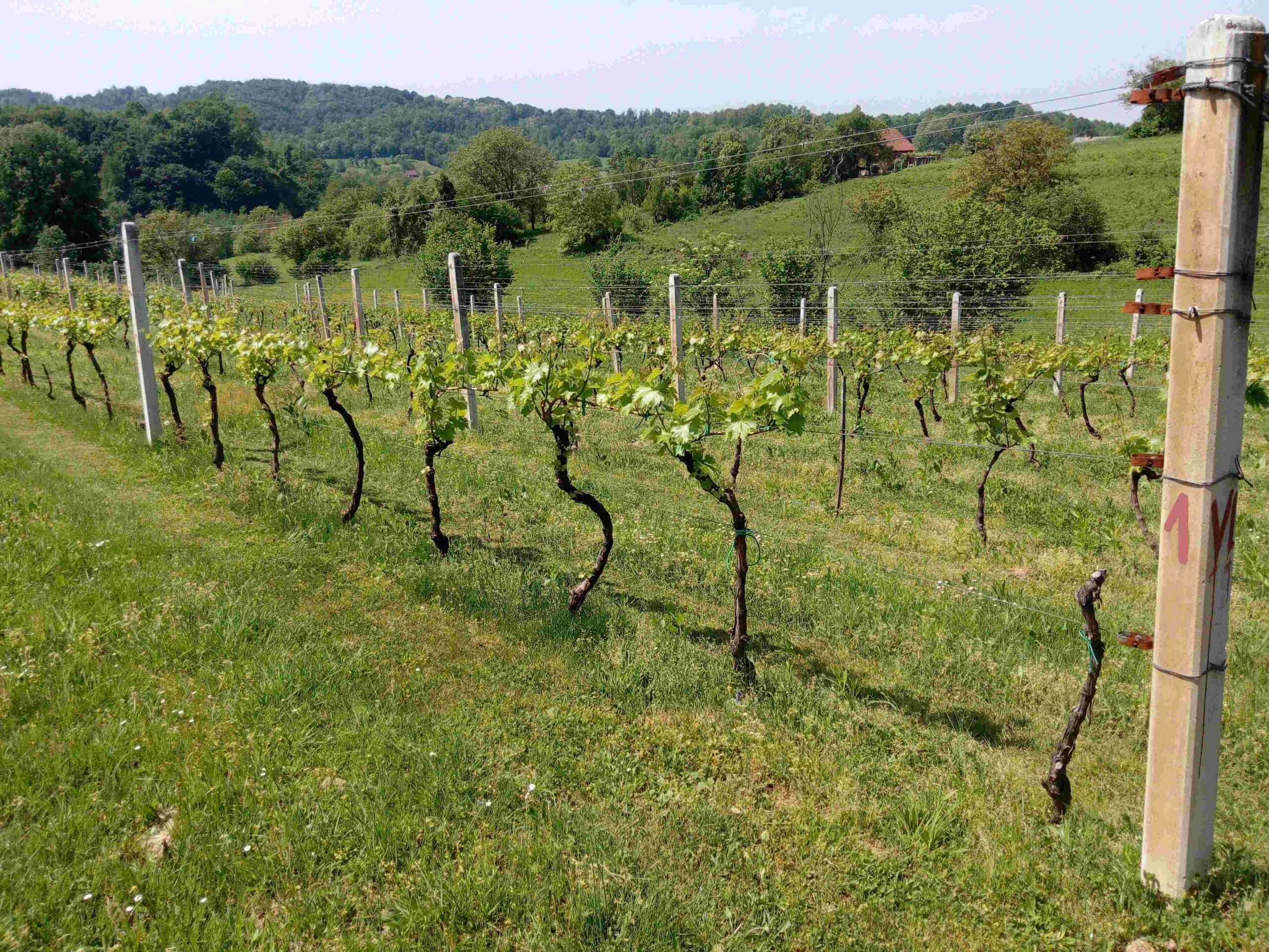 Ekološko vinogradarstvo