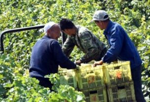 Kina vodeći proizvođač grožđa