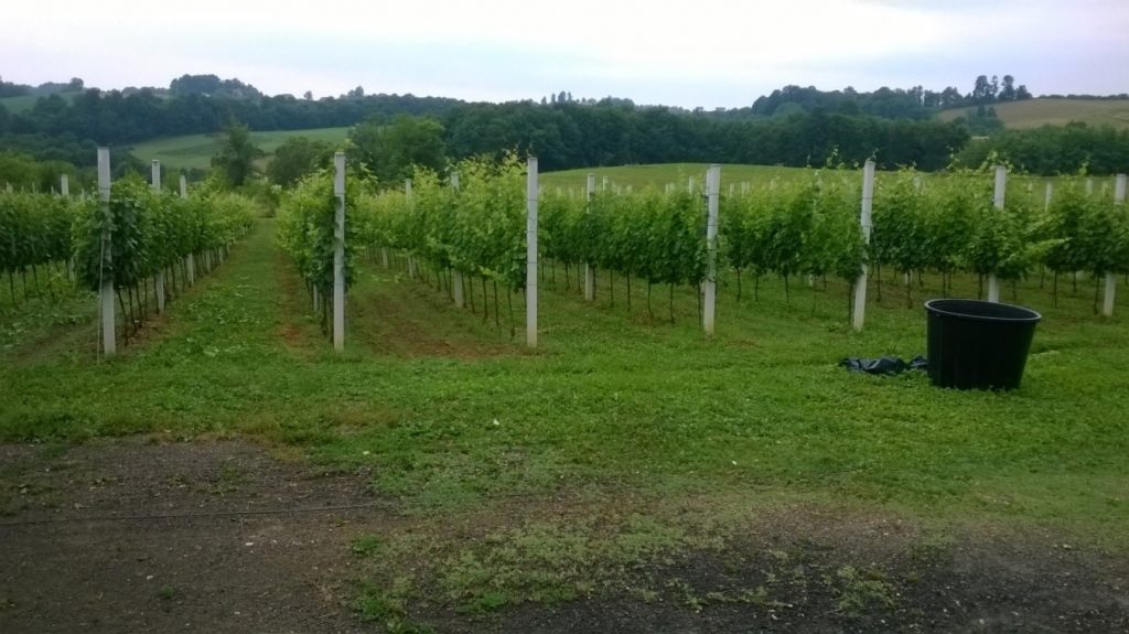 Rukovođenje vinogradom.