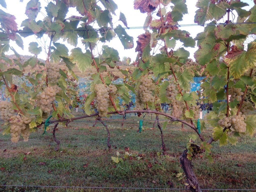 Međunarodno društvo za vinogradarstvo i vinarstvo