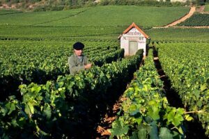 Vinski regioni svijeta