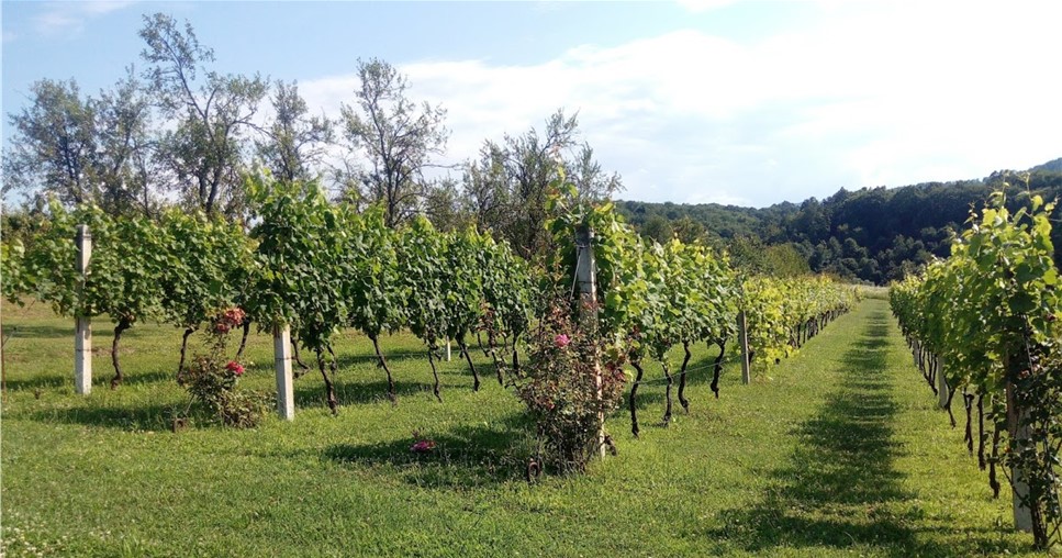 Vinograd - rastojanje sadnje
