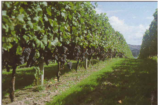 Slika 1.  Zatravljivanje vinograda pomoglo je  smanjenju bujnosti čokot-a vinove loze