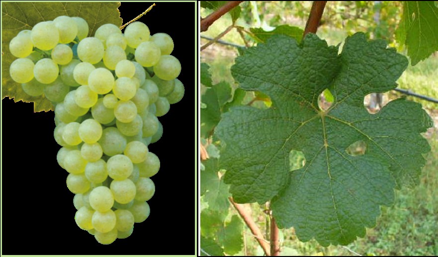 Manje poznate sorte vinove loze