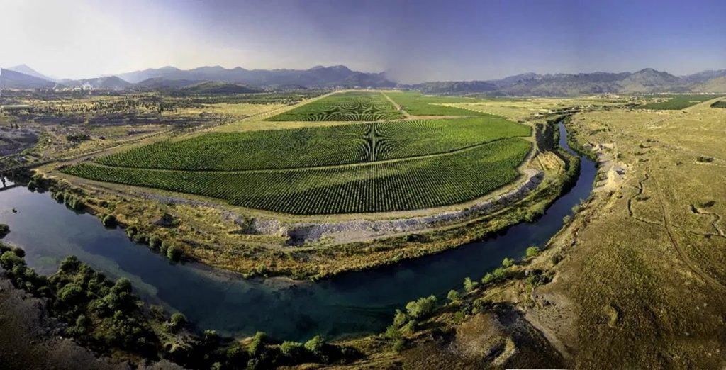 Plantaže – najveći vinograd u Evropi 