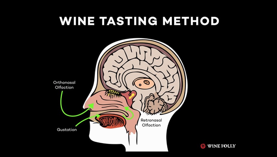 Metoda degustacije vina