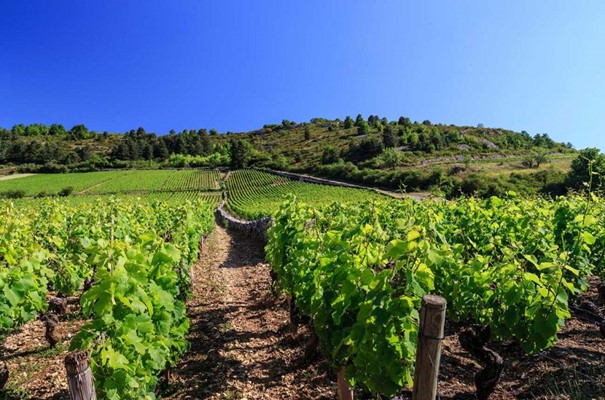 Koliko košta francuski vinograd