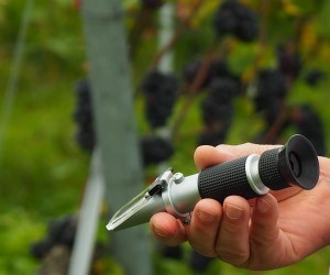 Vinogradarstvo reaguje na klimatske promjene