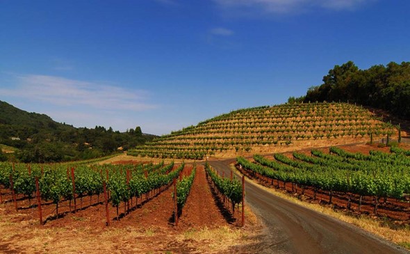Kako geografija utiče na stil vina?