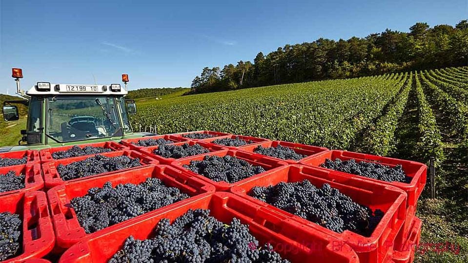 Svjetska proizvodnja vina 2021