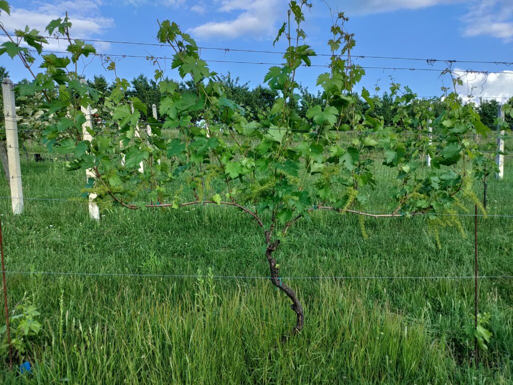 Mašinski vid - procjena zrelosti grožđa