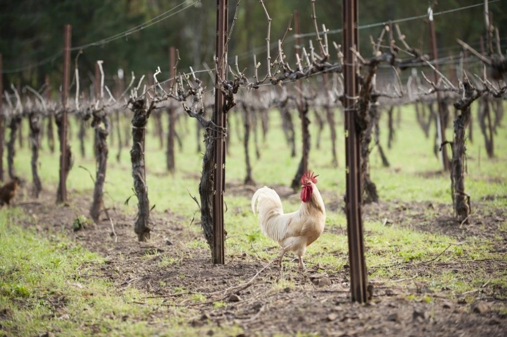 Može li biodinamičko vinogradarstvo spasiti planetu?