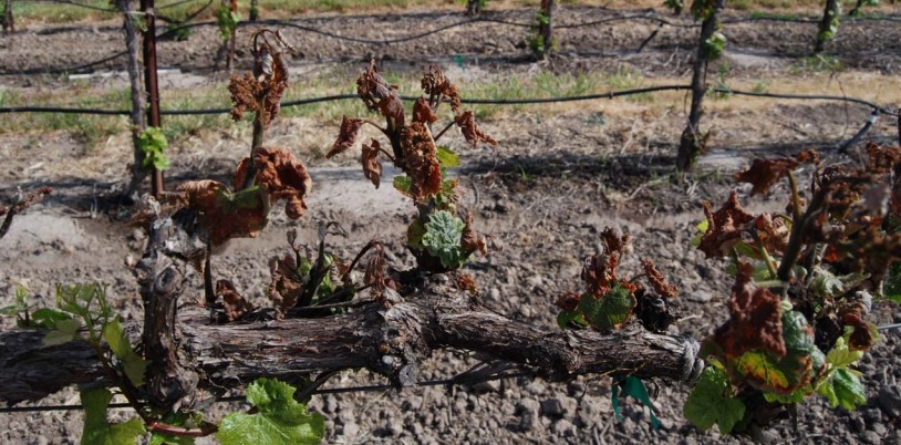 Kako spriječiti oštećenje vinograda od mraza
