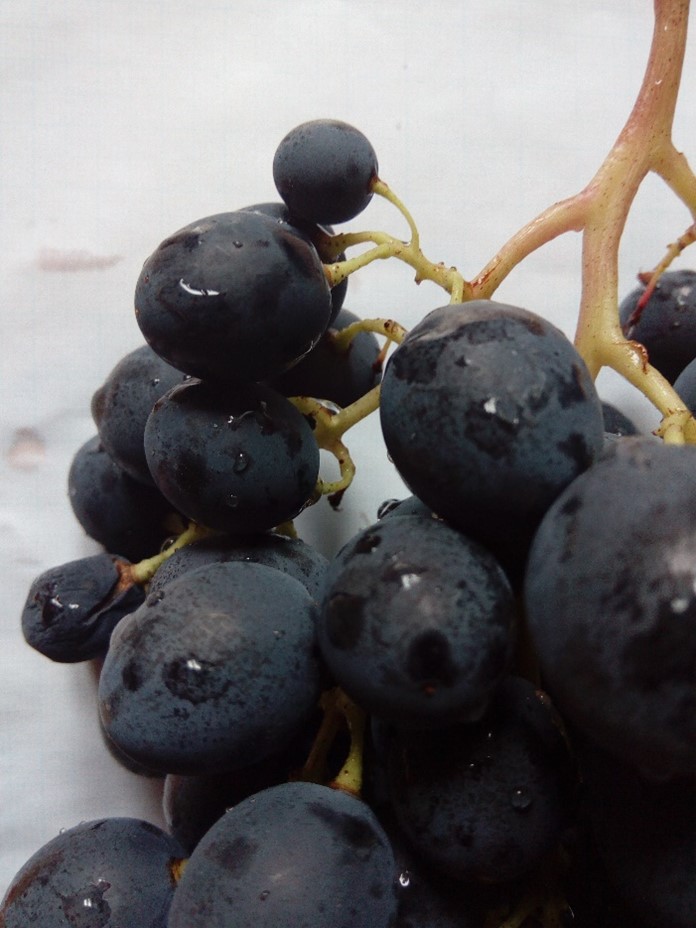 Vinsko i stono grožđe