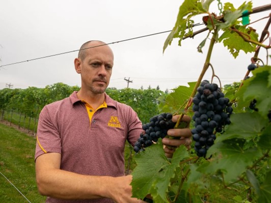 Hibridno grožđe budućnost vina