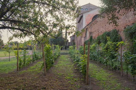 Vinograd Barberini