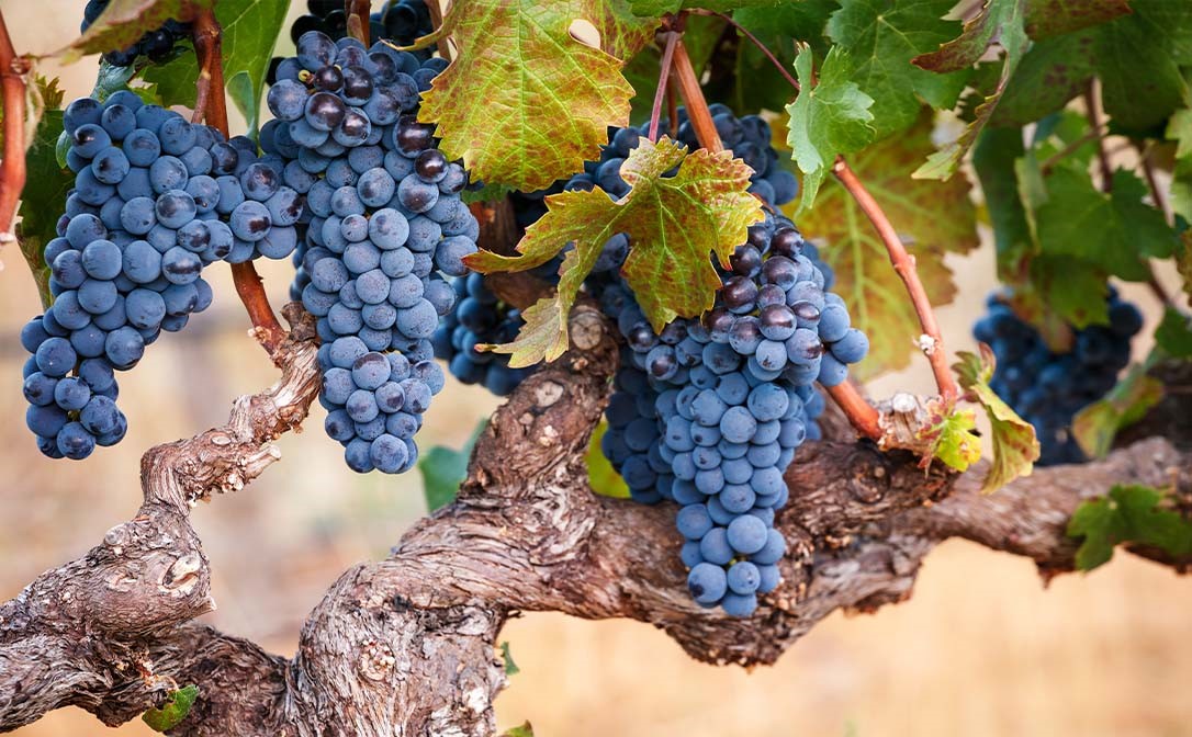 Zašto vino nema okus grožđa