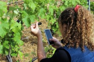 Precizno vinogradarstvo - voda