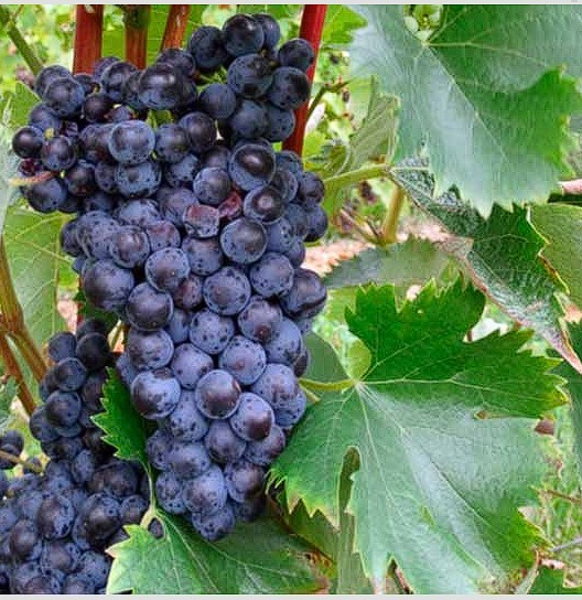 Nove otporne sorte vinove loze