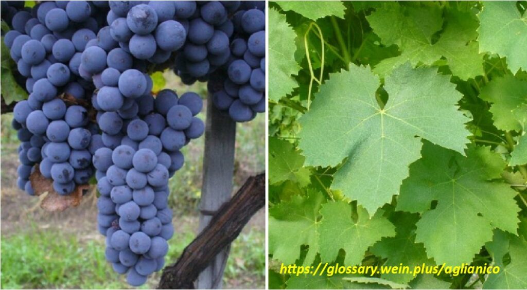 Od Grčke do Enotrije