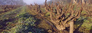 Magija starih čokota