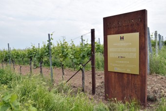 Najstariji vinogradi na svijetu