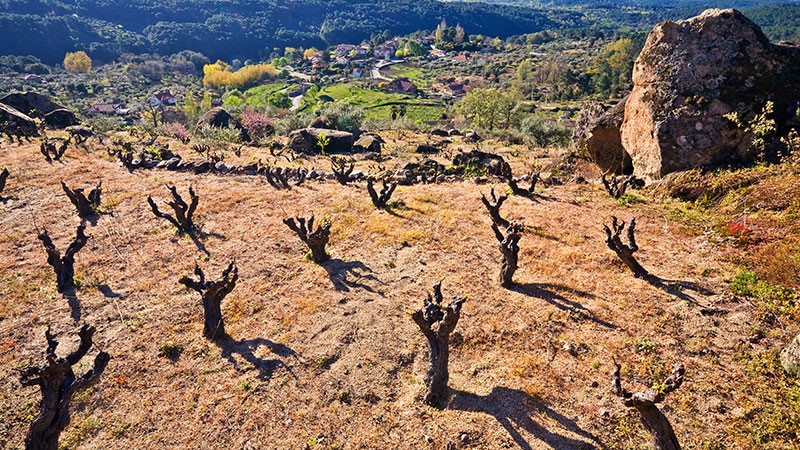 Najstrmiji vinogradi