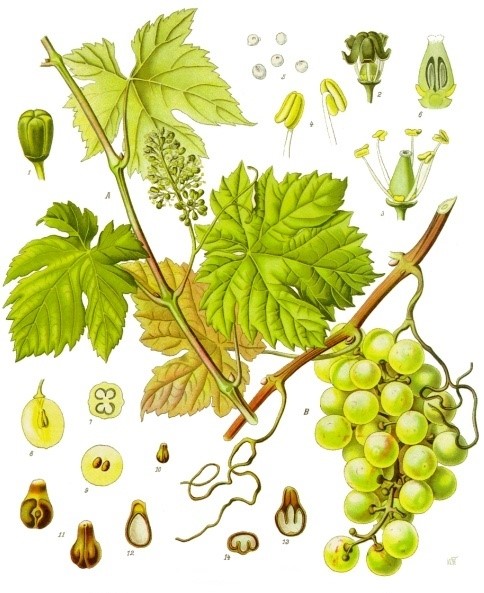 Familija Vitaceae