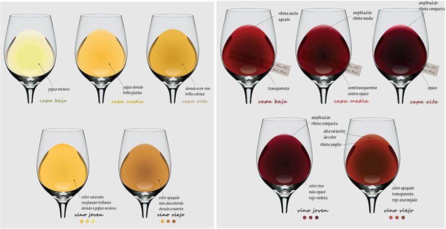Kako prepoznati dobro vino po boji