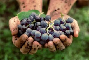 Zdravstvene prednosti grožđa
