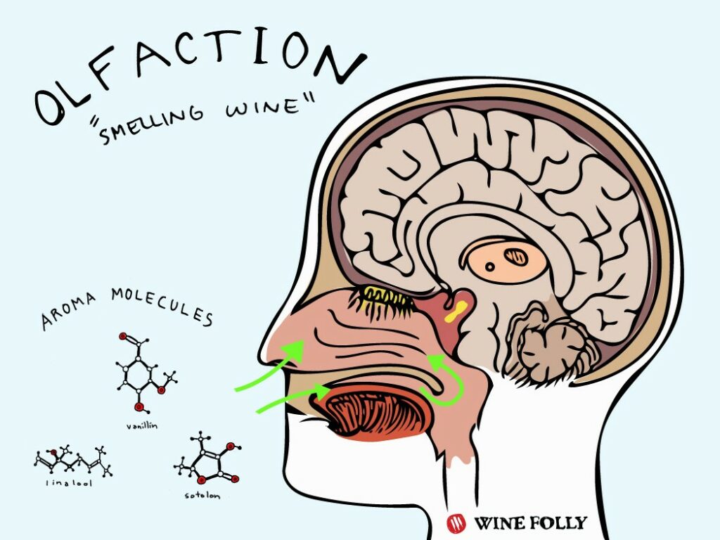 Prepoznavanje aroma vina