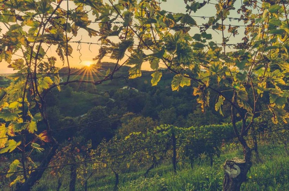 Vinogradarstvo i vinarstvo Balkana