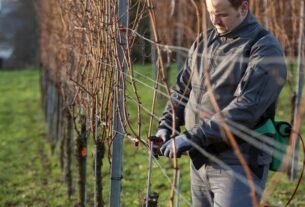 Sistemi uzgoja vinove loze