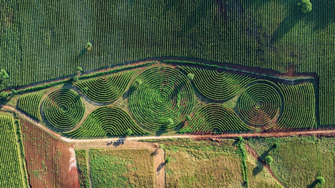 Najveći vinograd-lavirint na svijetu