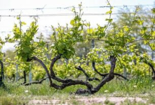 Globalni pokret – stari čokoti