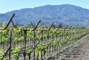 Radikalno novi oblik vinograda