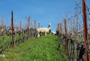 Neprijatelji vina iz terroira