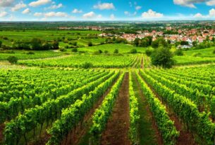 Gdje ne smijete proizvoditi grožđe