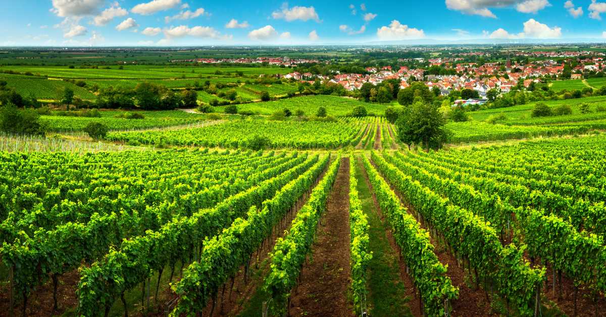 Gdje ne smijete proizvoditi grožđe