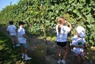 Dječija berba grožđa