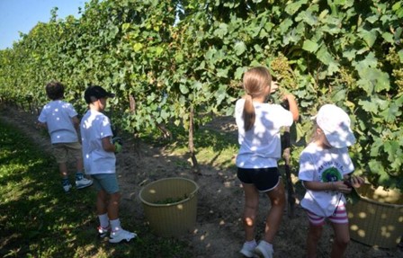 Dječija berba grožđa